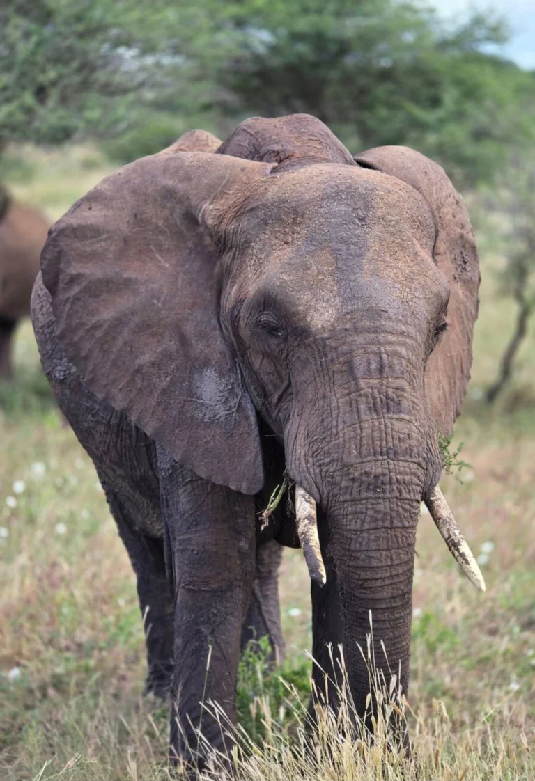 Arusha National Park Wildlife